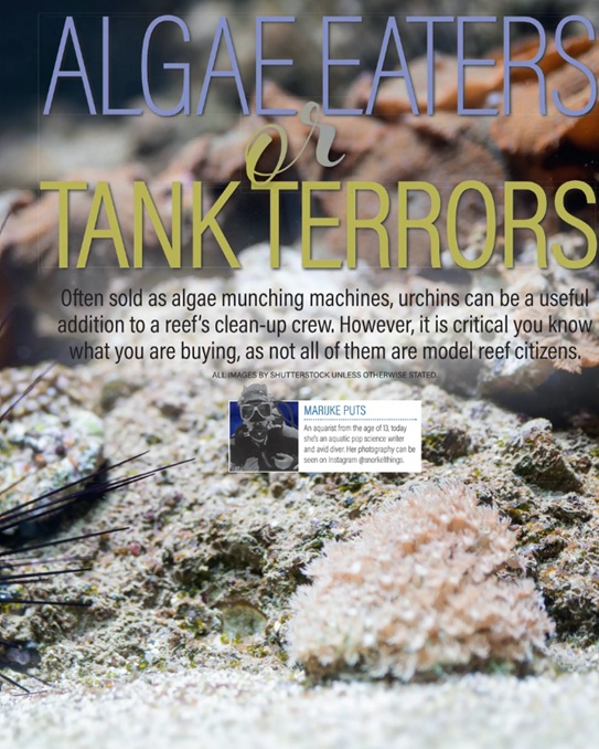PFK magazine cover about sea urchins