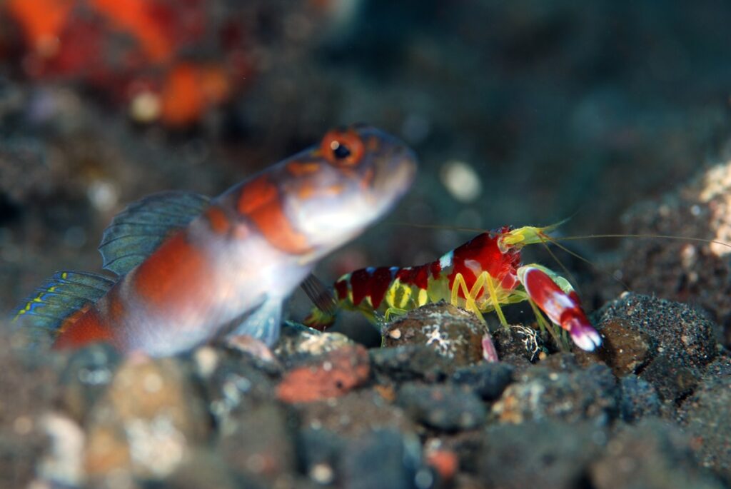 Watchman goby and pistol shrimp in Indonesia